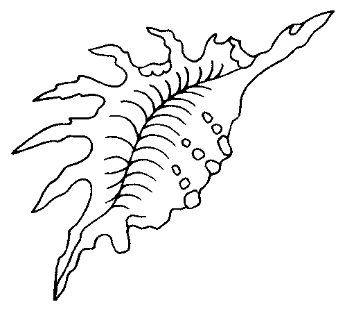 coloriage coquillage 04