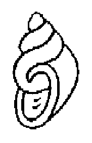 coloriage coquillage 05