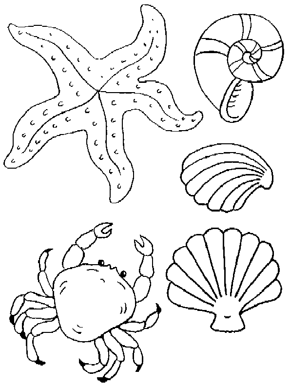 coloriage coquillage 06