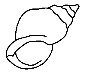 coloriage coquillage 07