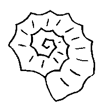 coloriage coquillage 14