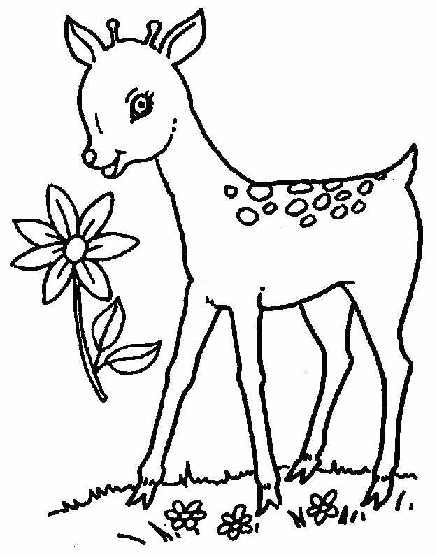 coloriage faon 07