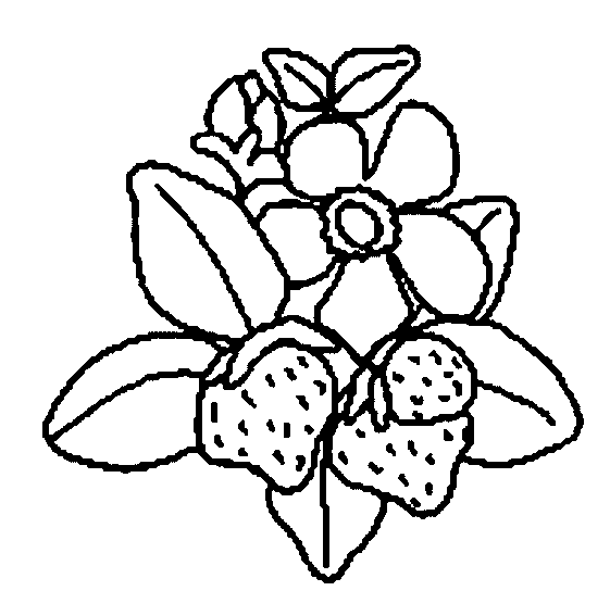 coloriage fraise 06