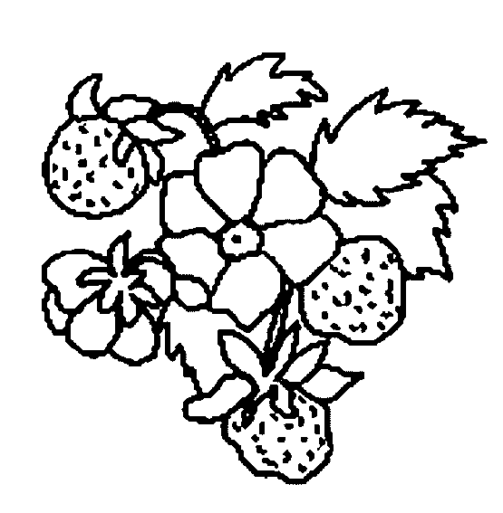 coloriage fraise 07