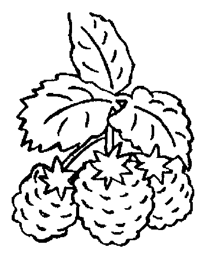 coloriage framboise 03