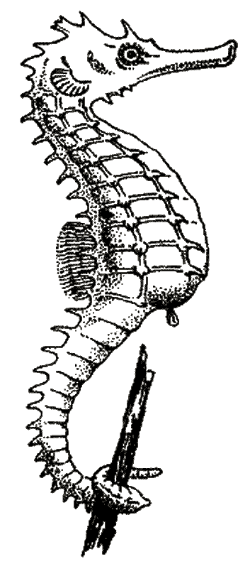 coloriage hippocampe 09