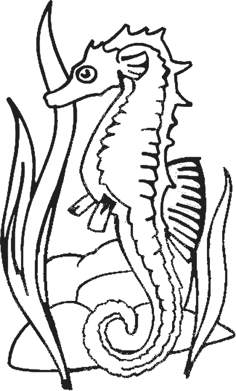 coloriage hippocampe 11