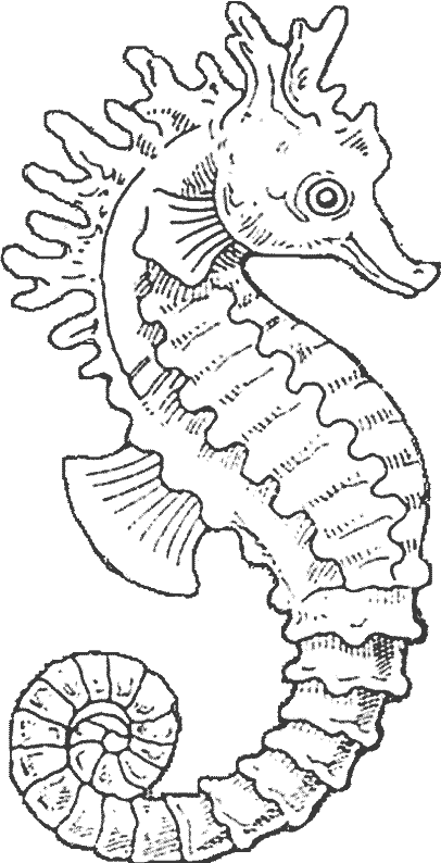 coloriage hippocampe 12