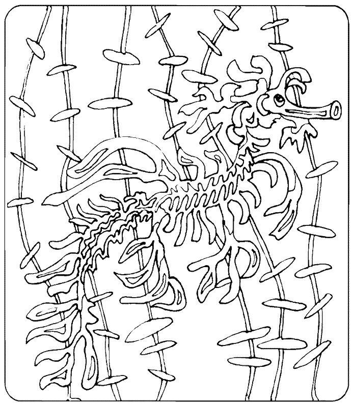 coloriage hippocampe 17