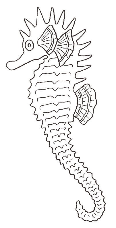 coloriage hippocampe 21