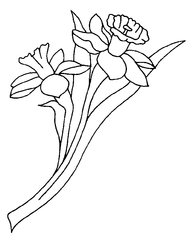 coloriage jonquille 01