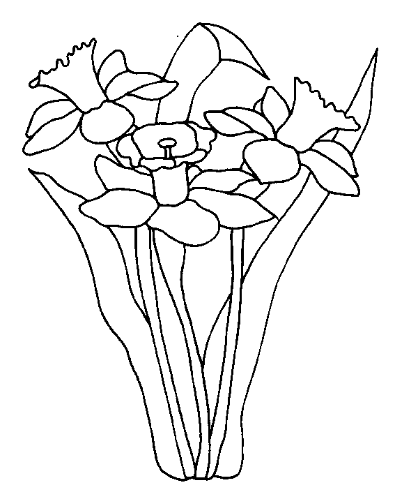 coloriage jonquille 02