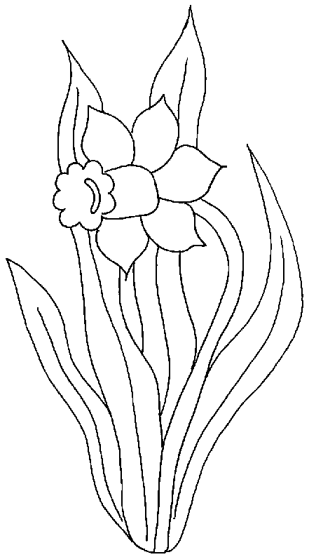 coloriage jonquille 03