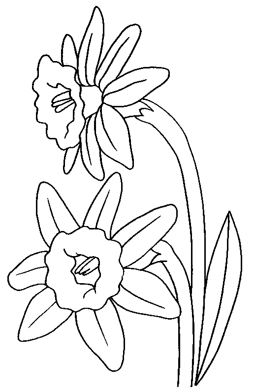 coloriage jonquille 09