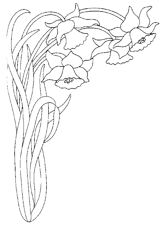 coloriage jonquille 10