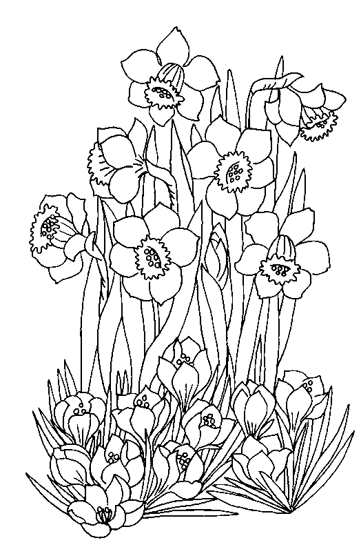 coloriage jonquille 11