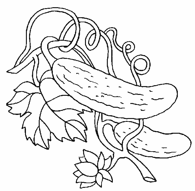 coloriage de concombre 06