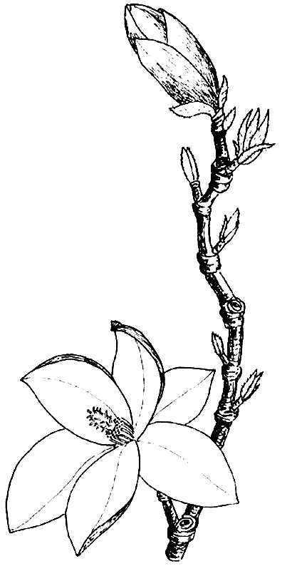 coloriage magnolia 01