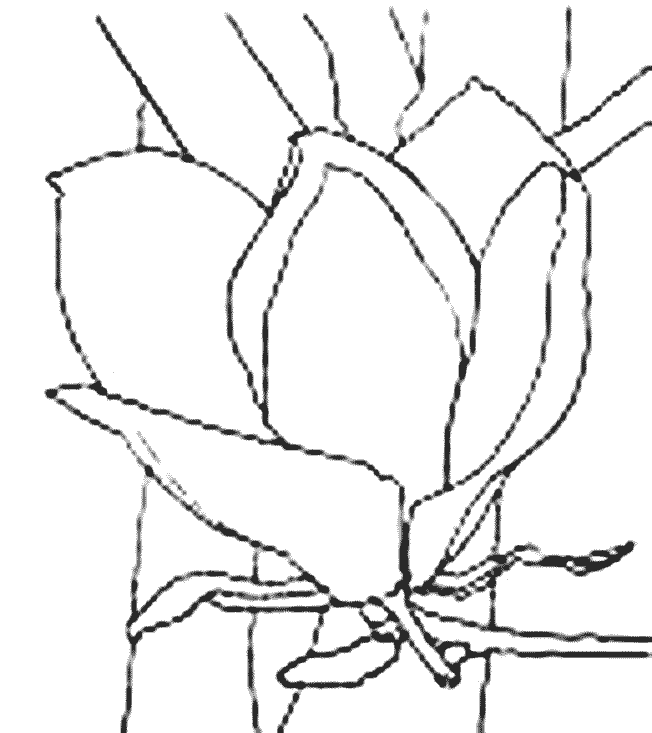 coloriage magnolia 02