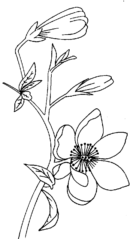 coloriage magnolia 03