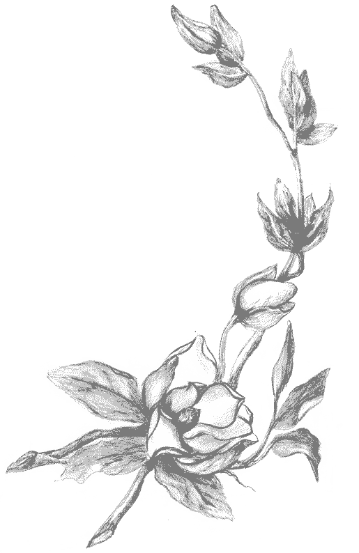 coloriage magnolia 04