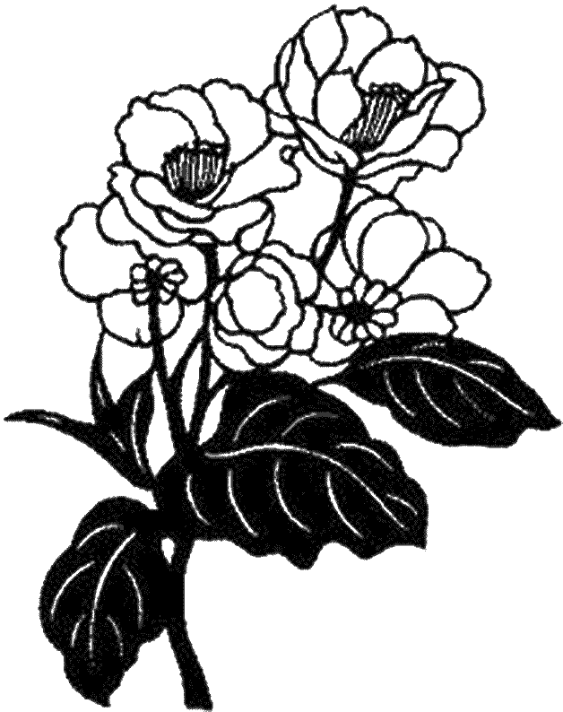 coloriage magnolia 05