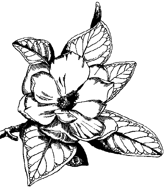 coloriage magnolia 06
