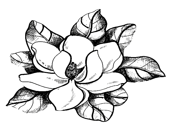 coloriage magnolia 07