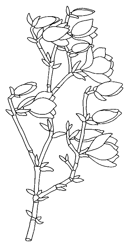 coloriage magnolia 09