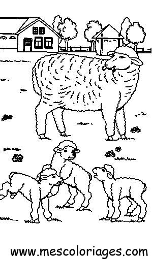 coloriage mouton 43