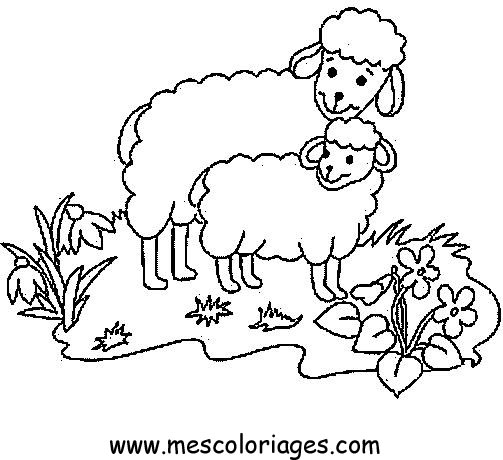 coloriage mouton 50