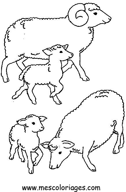 coloriage mouton 52