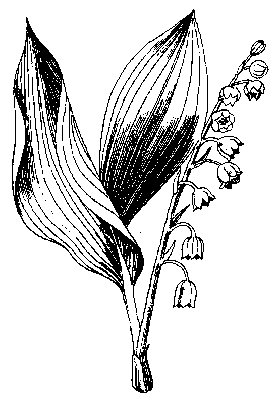 coloriage muguet 03