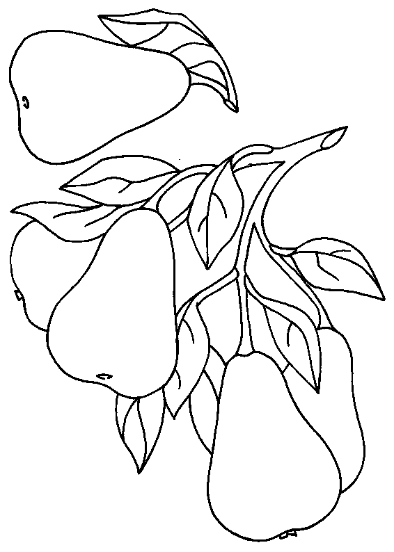 coloriage poire 14