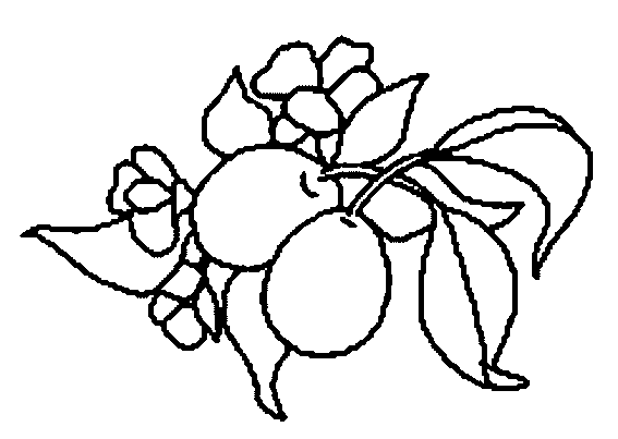 coloriage prume 02