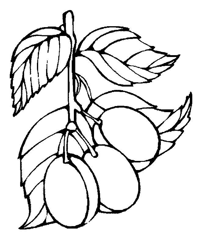 coloriage prume 04