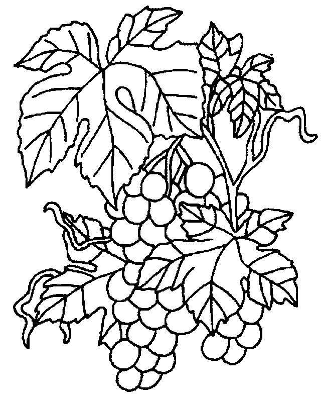 coloriage raisin 05
