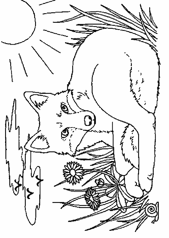 coloriage renard 09