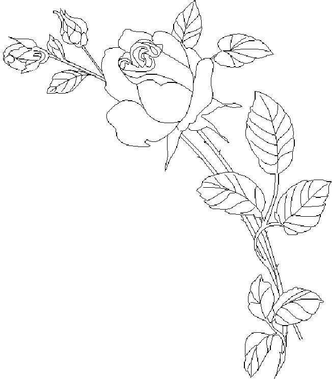 coloriage rose 03