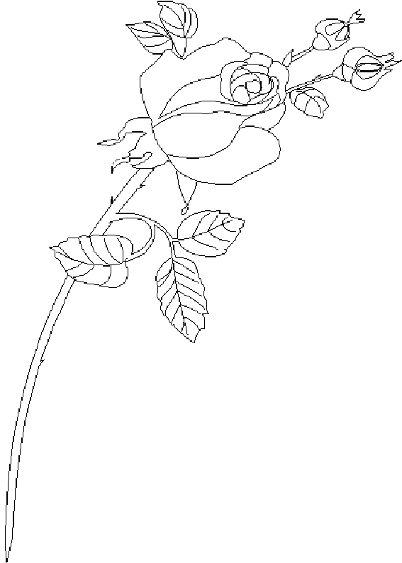 coloriage rose 04