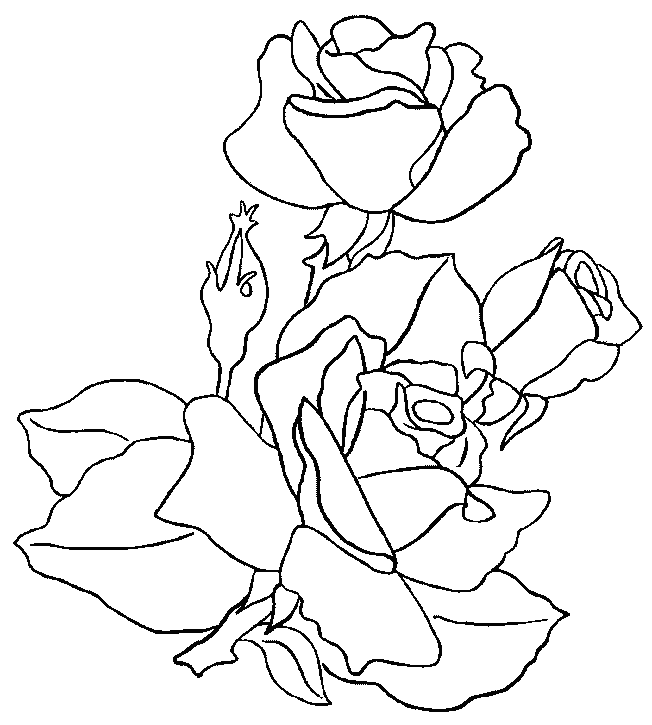 coloriage rose 07