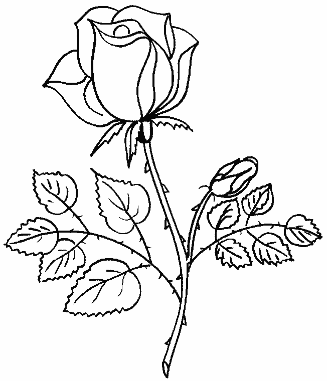 coloriage rose 08