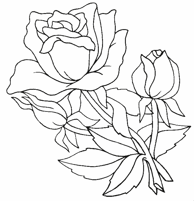 coloriage rose 14