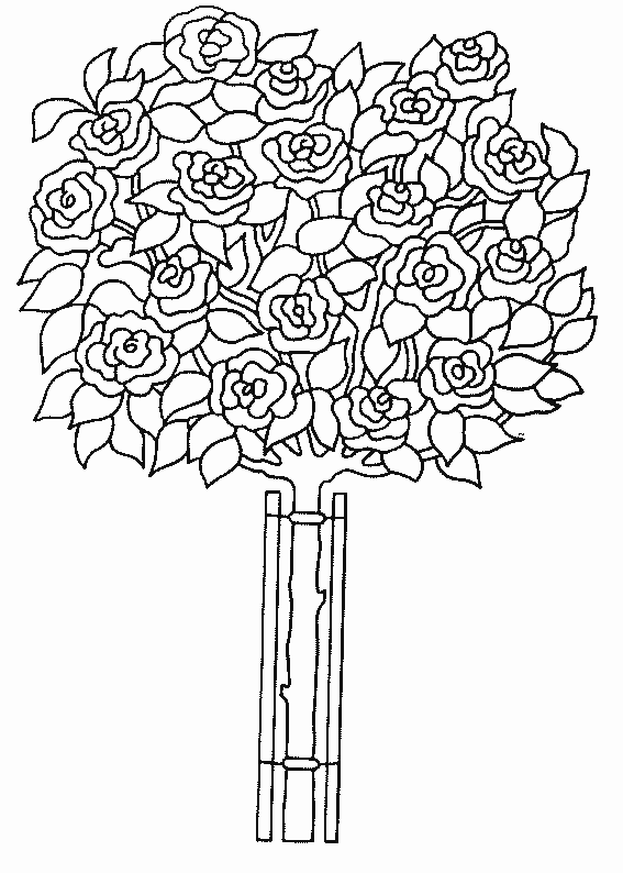 coloriage rose 18