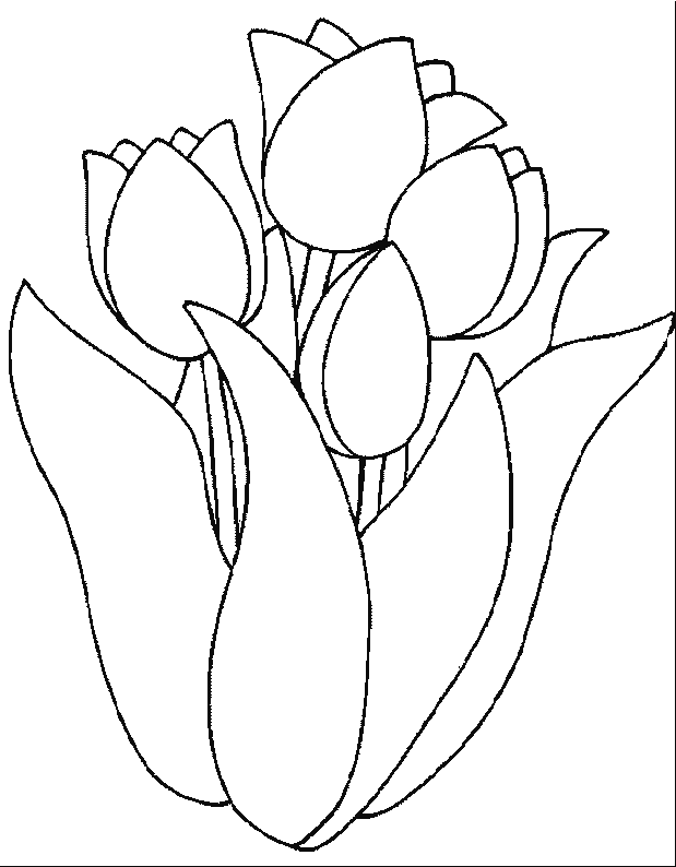 coloriage tulipe 03