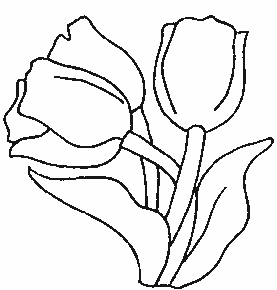 coloriage tulipe 12