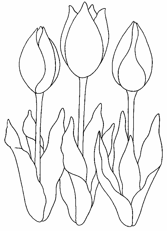 coloriage tulipe 14