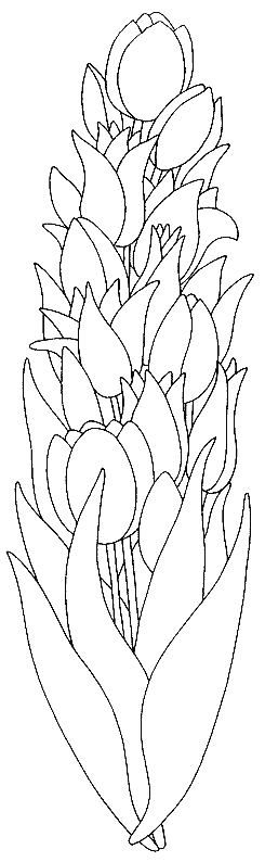 coloriage tulipe 15