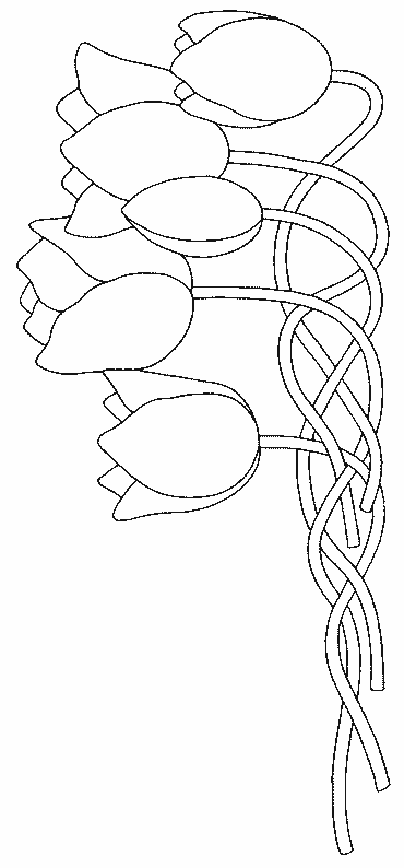 coloriage tulipe 17