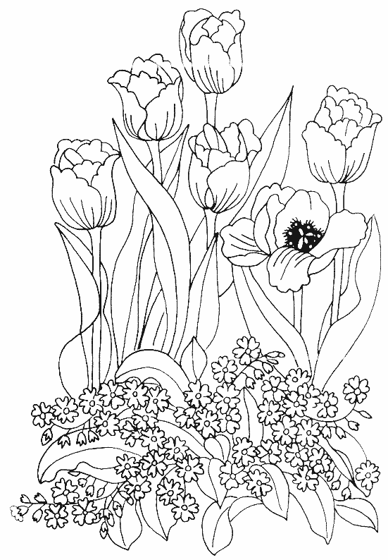 coloriage tulipe 19